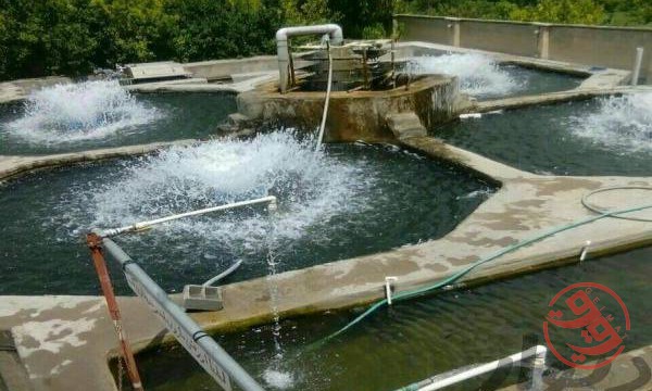 فروش پرورش ماهی قزل آلا در تبریز