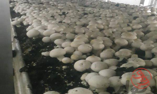 فروش کارخانه پرورش قارچ در کاشان